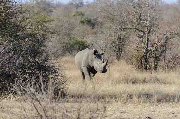 Rinoceronte Blanco - parque nacional Kruger - Sudáfrica 1.jpg